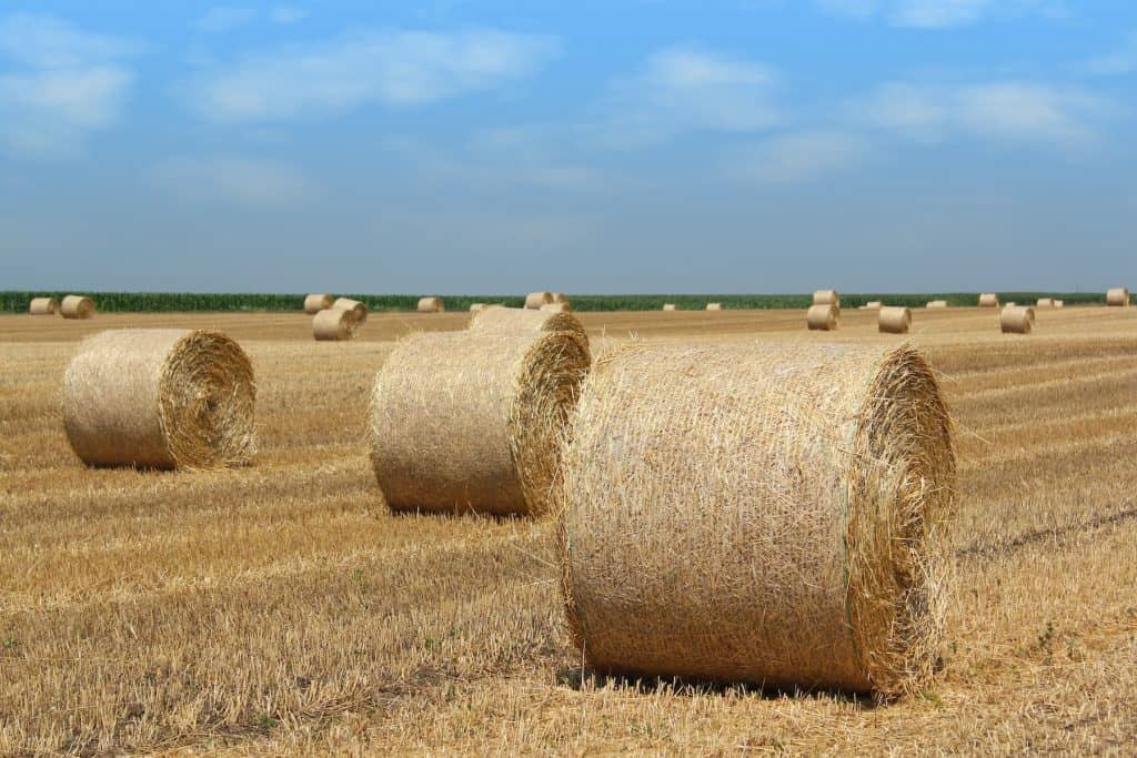 Hay in a field