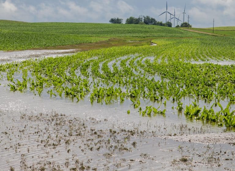 crops ruined by water damage
