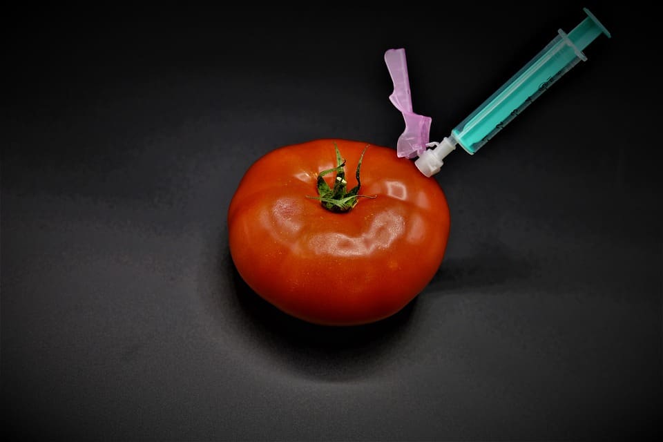 Tomato injected with growth hormones