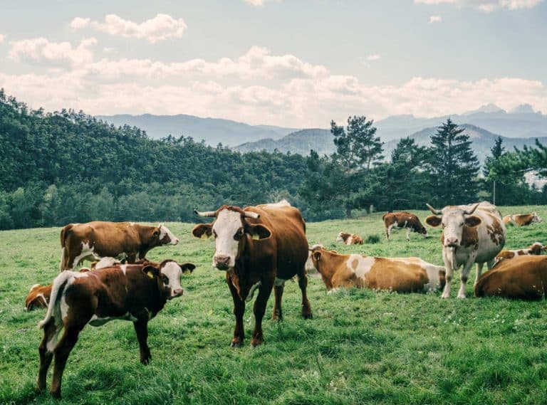 Cows relaxing in the meadow