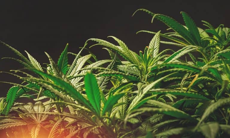 Cannabis with black backdrop