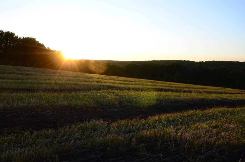 The sun sets over a field of crops