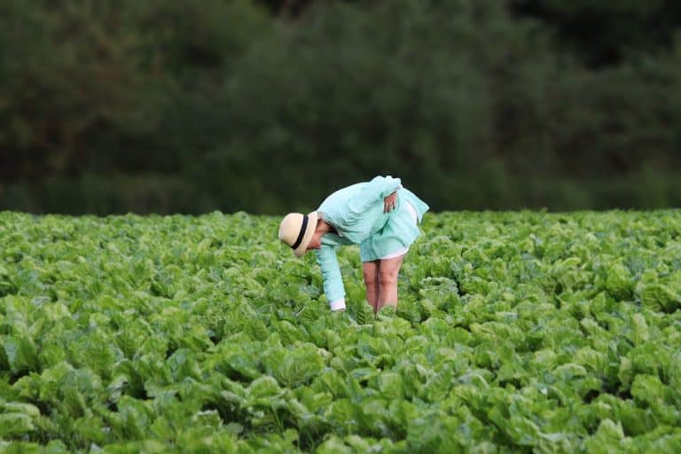 Farmer walks through lettuce farm