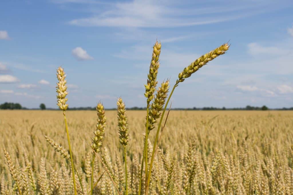 Wheat Agriculture