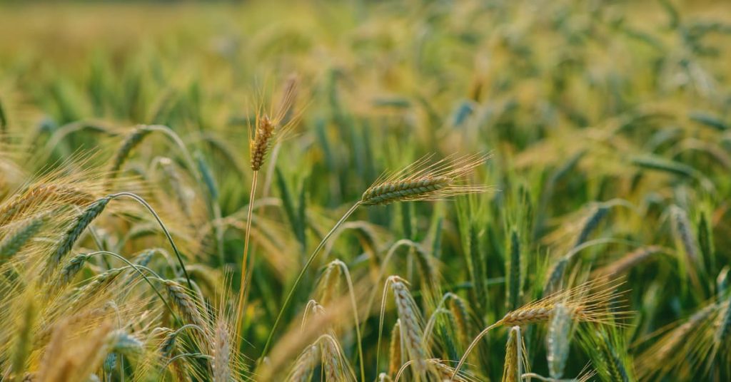 Government compliance in food and agriculture