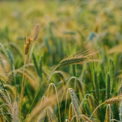 Government compliance in food and agriculture