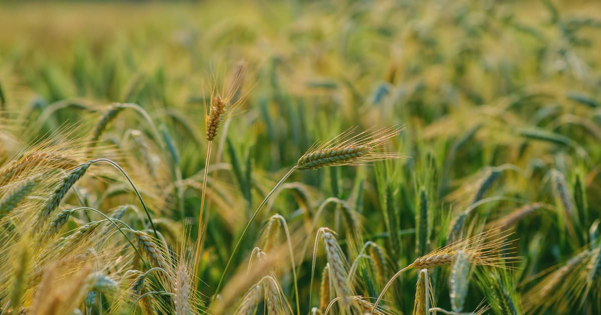 Government compliance in food and agriculture